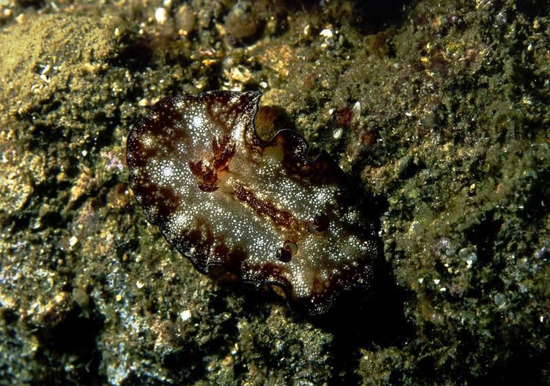 Discodoris boholensis